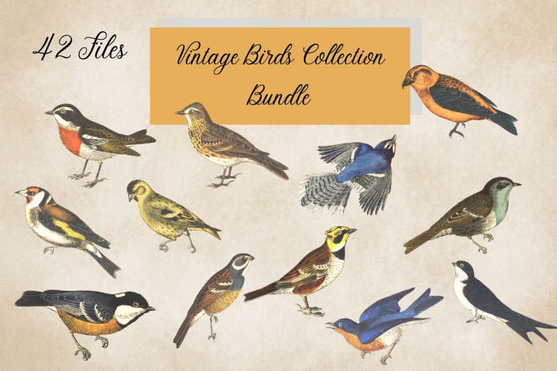 vintage-bird-collection