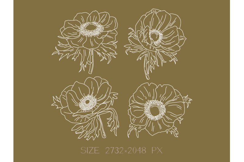 anemones-graphic-illustration
