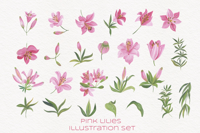 pink-lilies-illustration-set