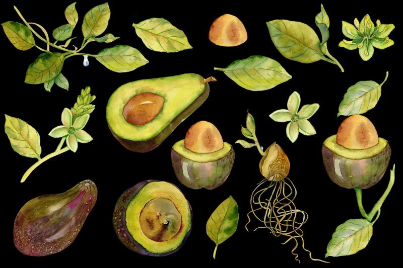 avocado-clipart-watercolor-tropical-fruits