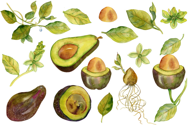 avocado-clipart-watercolor-tropical-fruits