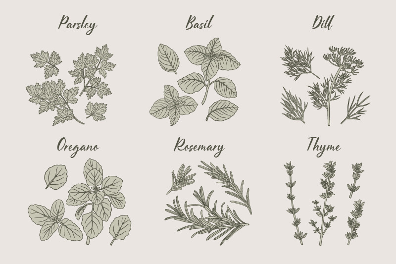 herbs-hand-drawn-illustrations