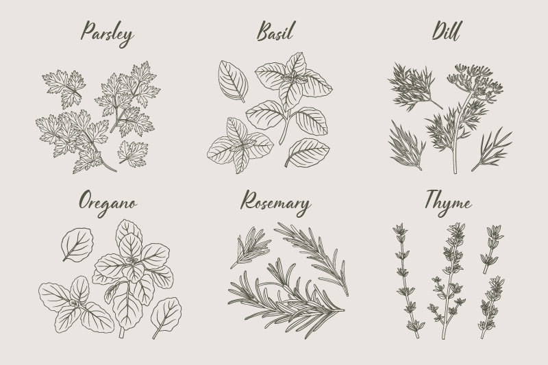 herbs-hand-drawn-illustrations