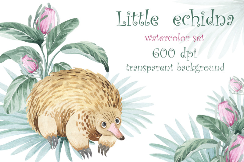 little-echidna-watercolor-set-600-dpi-png