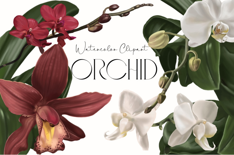 watercolor-orchids-clip-art-tropical-floral