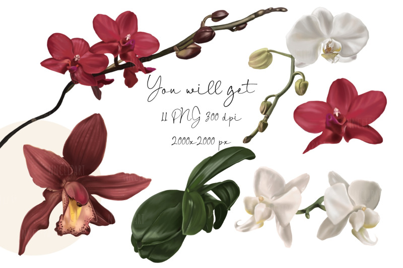 watercolor-orchids-clip-art-tropical-floral