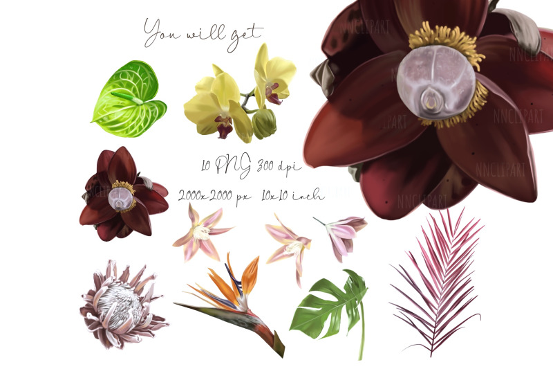 tropical-flowers-watercolor-flower-clipart-digital-realistic-plants