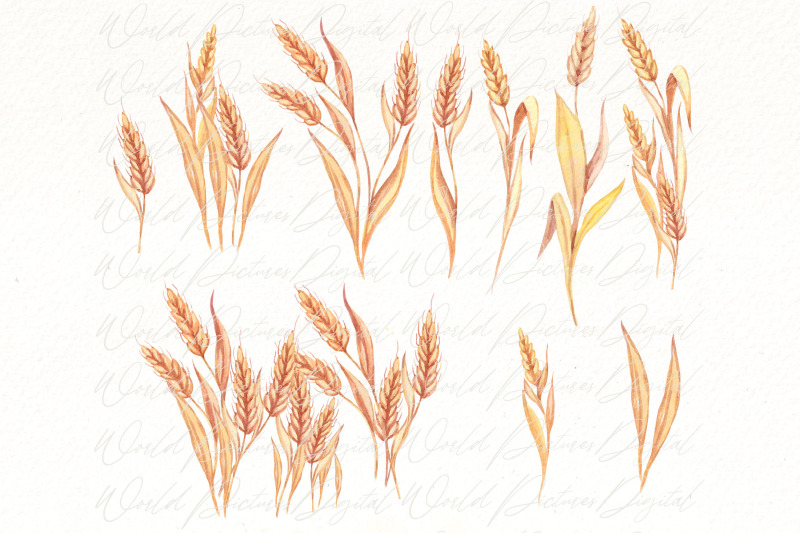 watercolor-wheat-clipart-png-bundle-thanksgiving-clipart