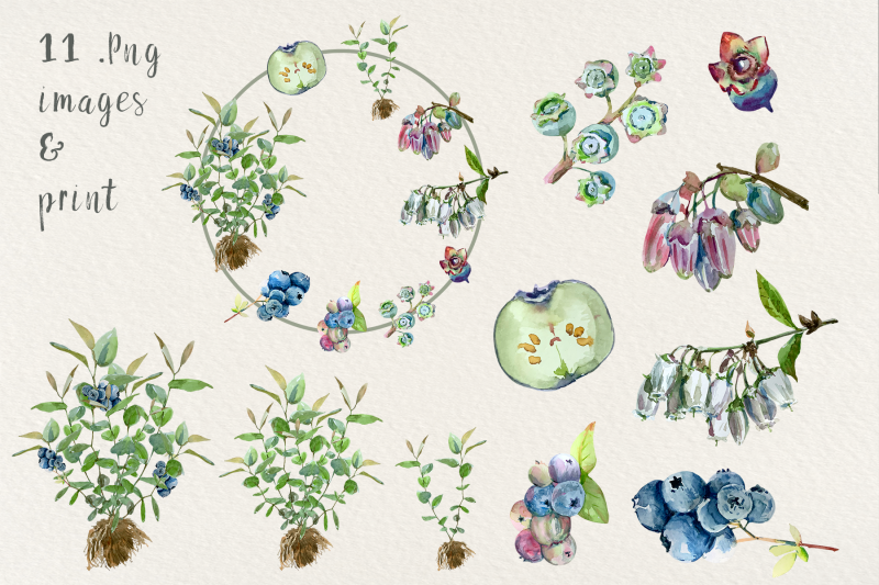 blueberry-life-cycle-clip-arts-and-print