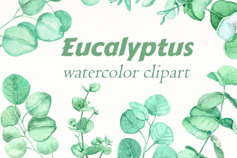 watercolor-eucalyptus-png-bundle-greenery-leaves-clipart