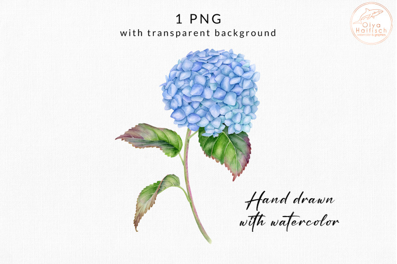 watercolor-blue-hydrangea-clipart-french-flower-sublimation-png