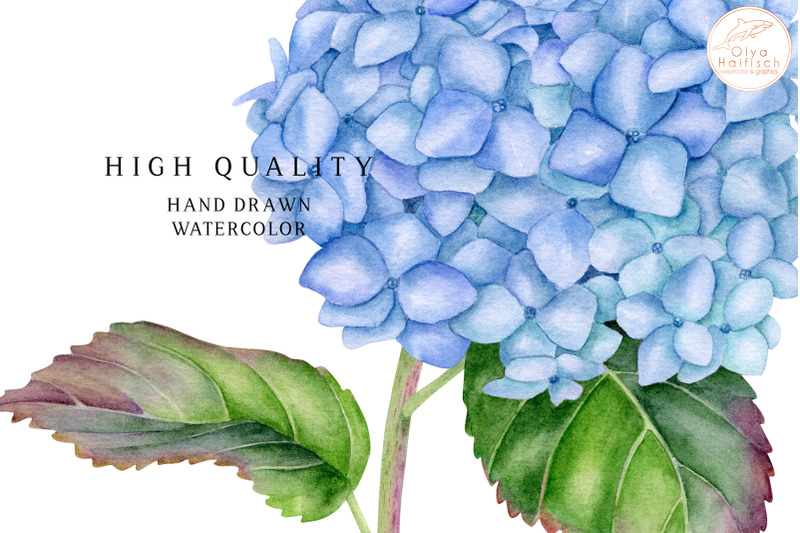 watercolor-blue-hydrangea-clipart-french-flower-sublimation-png