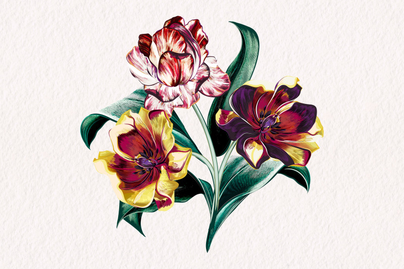 baroque-vector-tulip-illustration