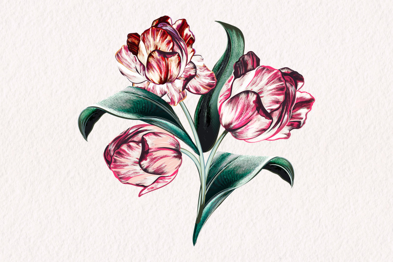 baroque-vector-tulip-illustration-2