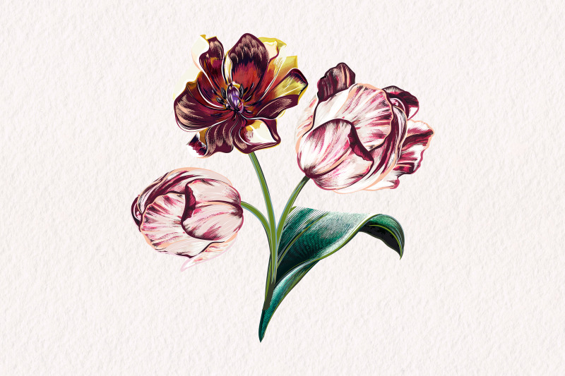 baroque-vector-tulip-illustration-3