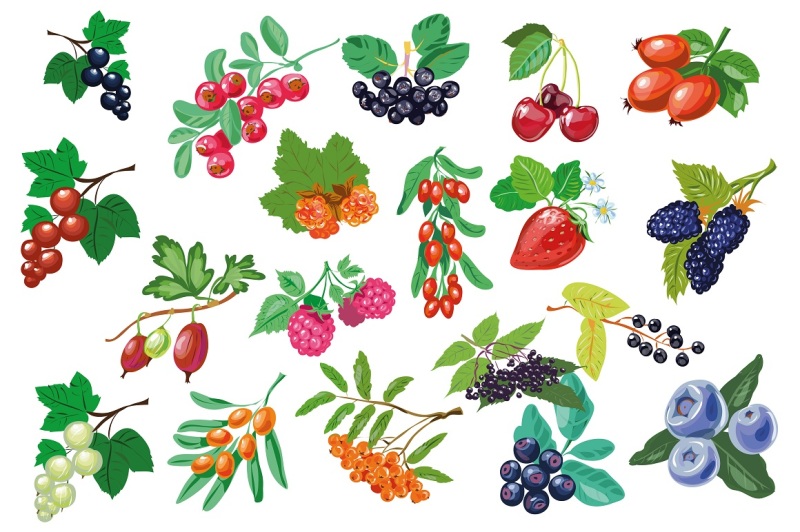 berries-collection-vector-eps10
