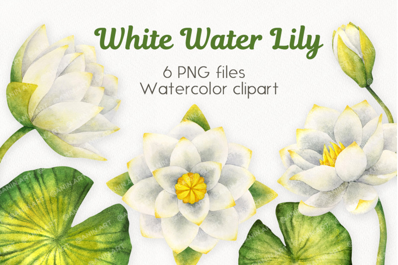 white-water-lily-watercolor-clipart