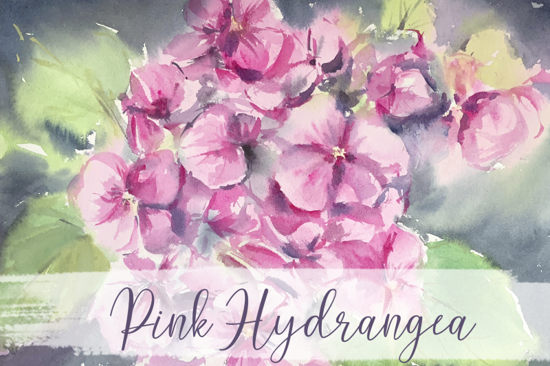 pink-hydrangea-watercolour-print