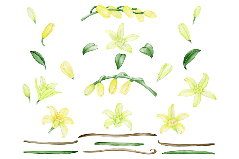 watercolor-vanilla-clipart-vanilla-clip-art-beans-flowers-tropical-wed