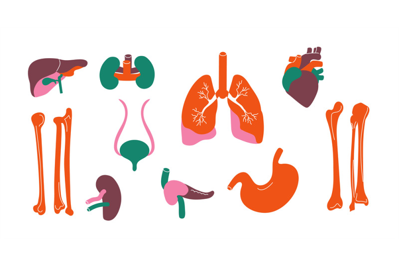 human-organs-body-internal-stylized-liver-kidney-bone-heart-pancreas