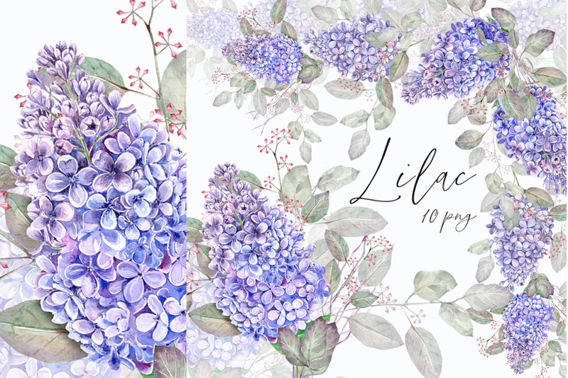lilac-clipart