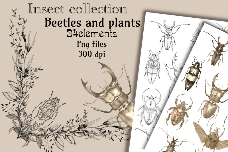 insect-collection-beetles-and-plants