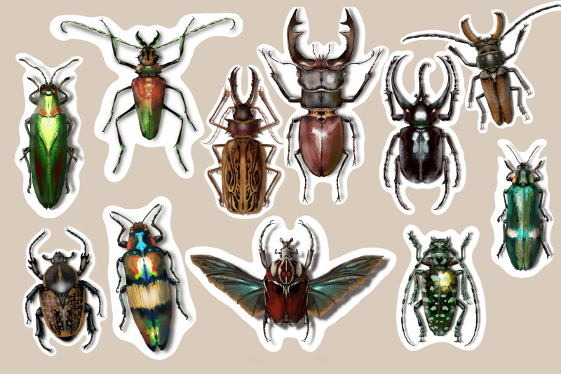 stickers-insect-beetle-illustration
