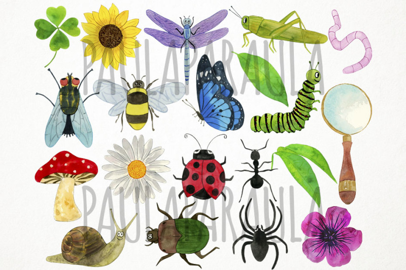 watercolor-bugs-clipart-insects-clipart-animals-clipart-nature