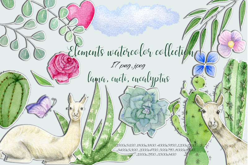 watercolor-lama-cucti-eucalyptus