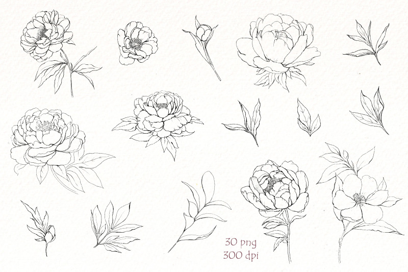 peonies-png-black-white-floral-clipart-bundle-gold-flowers