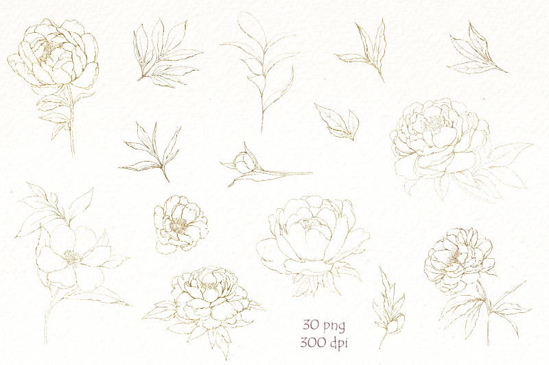 peonies-png-black-white-floral-clipart-bundle-gold-flowers