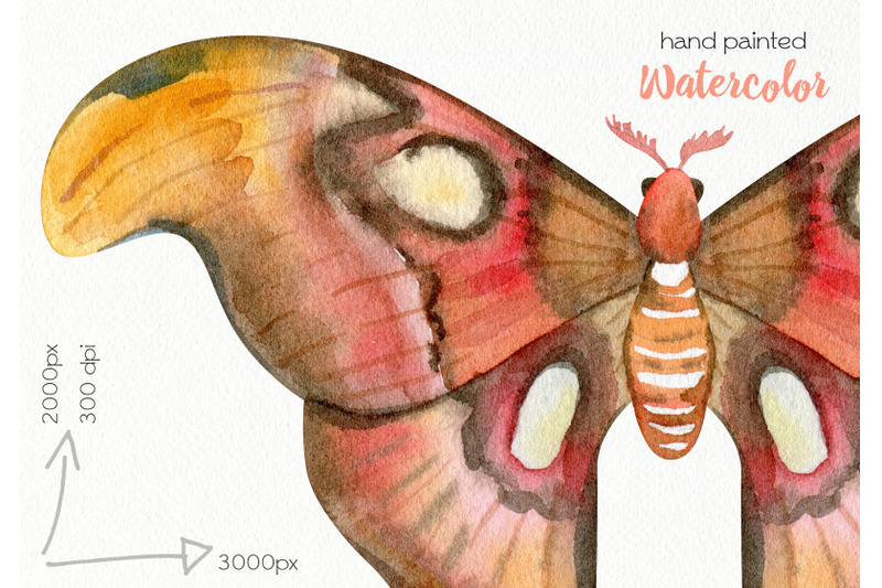 watercolor-butterflies-clipart