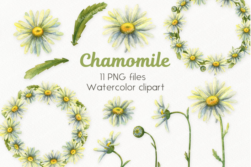 watercolor-daisies-clipart