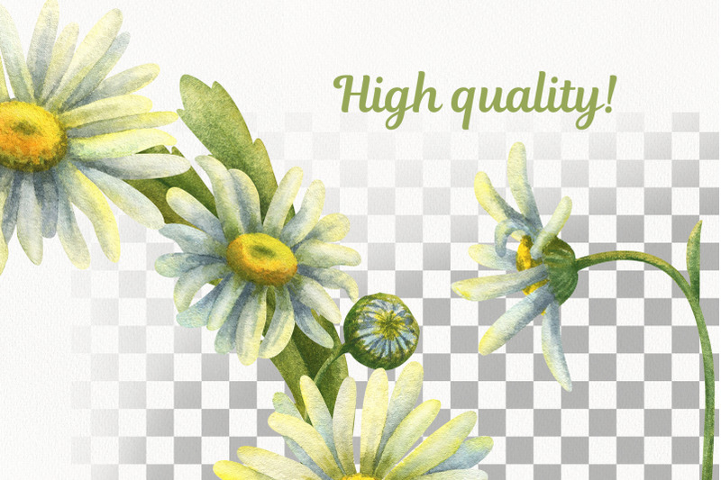 watercolor-daisies-clipart