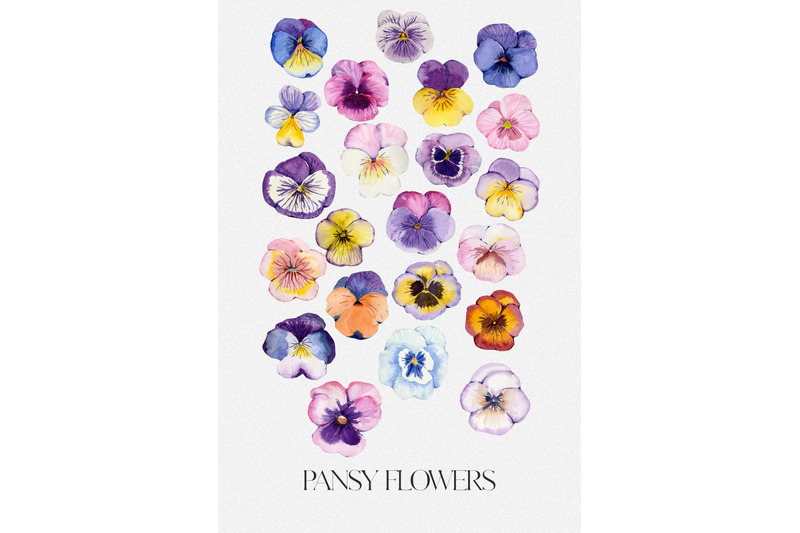 pansy-flower-watercolor