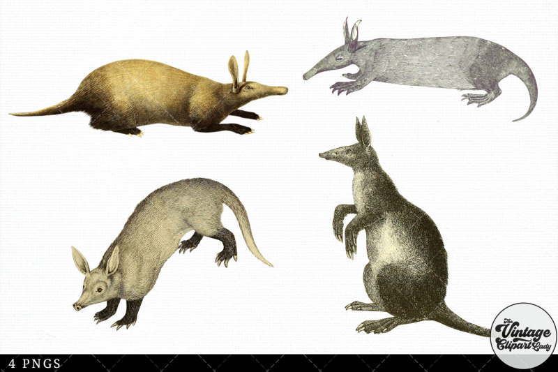 aardvark-vintage-animal-illustration-clip-art-clipart-fussy-cut