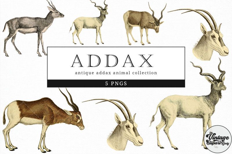 addax-vintage-animal-illustration-clip-art-clipart-fussy-cut