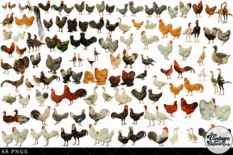 poultry-vintage-animal-illustration-clip-art-clipart-fussy-cut