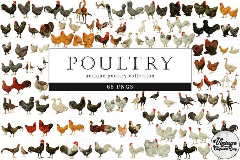 poultry-vintage-animal-illustration-clip-art-clipart-fussy-cut