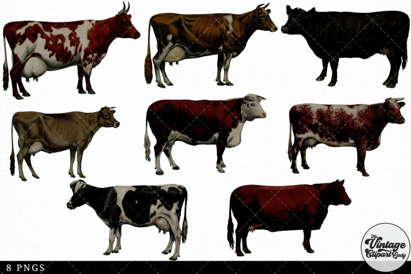 cow-breeds-vintage-animal-illustration-clip-art-clipart-fussy-cut