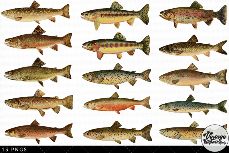 trout-fish-vintage-animal-illustration-clip-art-clipart-fussy-cut