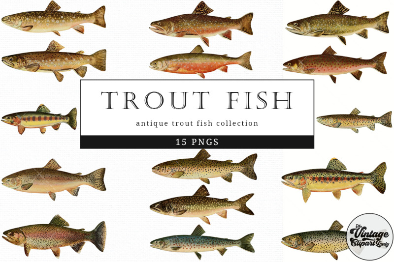 trout-fish-vintage-animal-illustration-clip-art-clipart-fussy-cut