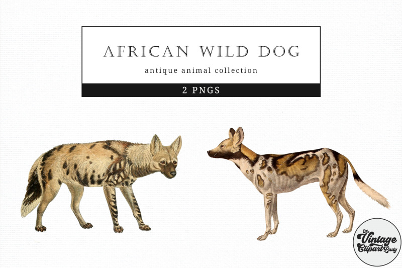 african-wild-dog-vintage-animal-illustration-clip-art-clipart
