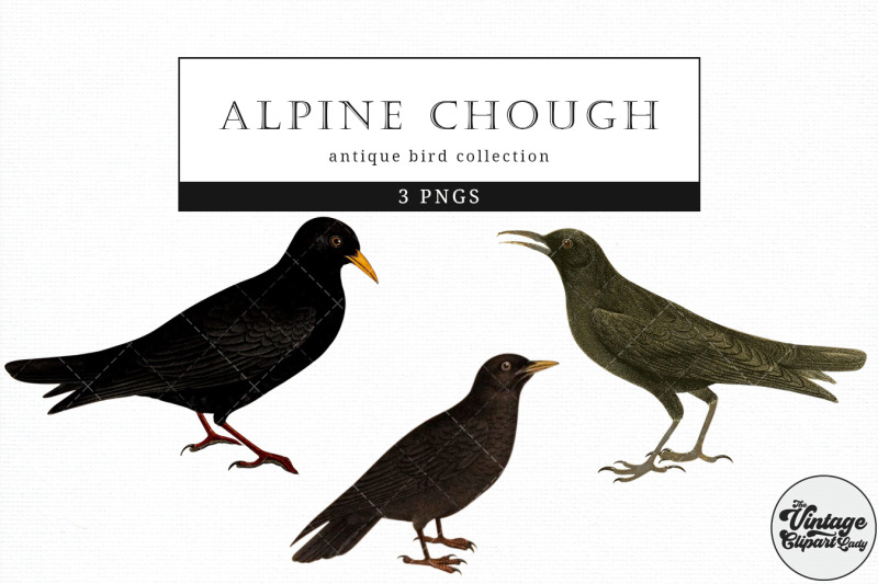 alpine-chough-vintage-animal-illustration-clip-art-clipart