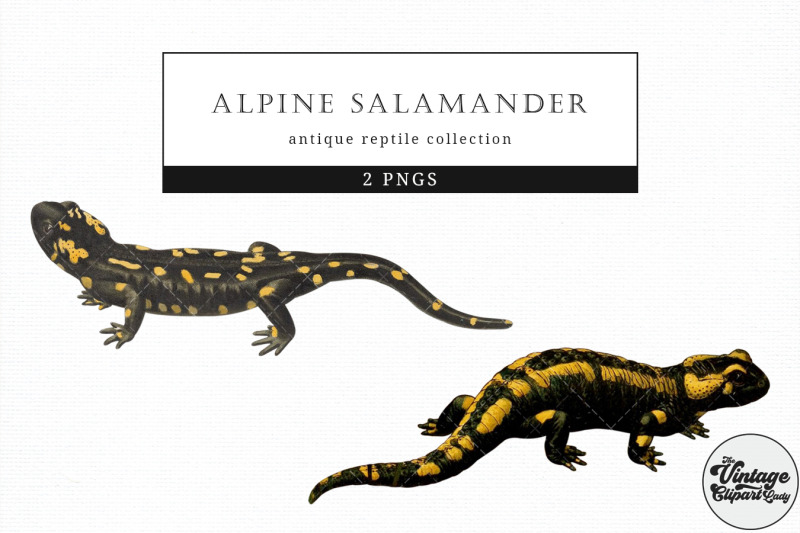 alpine-salamander-vintage-animal-illustration-clip-art-clipart