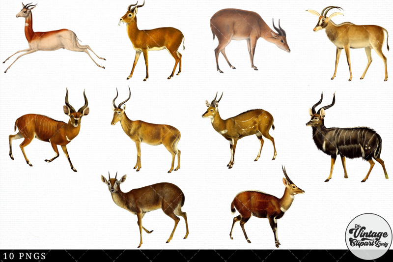 antelope-vintage-animal-illustration-clip-art-clipart-fussy-cut