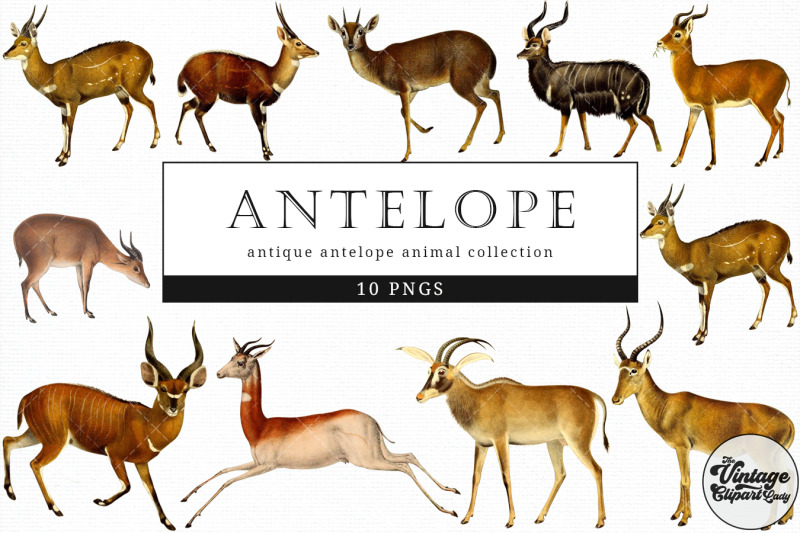 antelope-vintage-animal-illustration-clip-art-clipart-fussy-cut