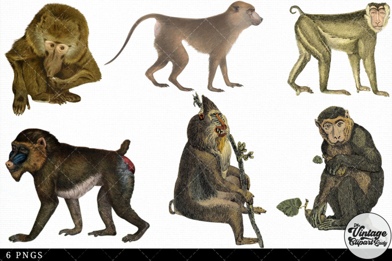 baboon-vintage-animal-illustration-clip-art-clipart-fussy-cut