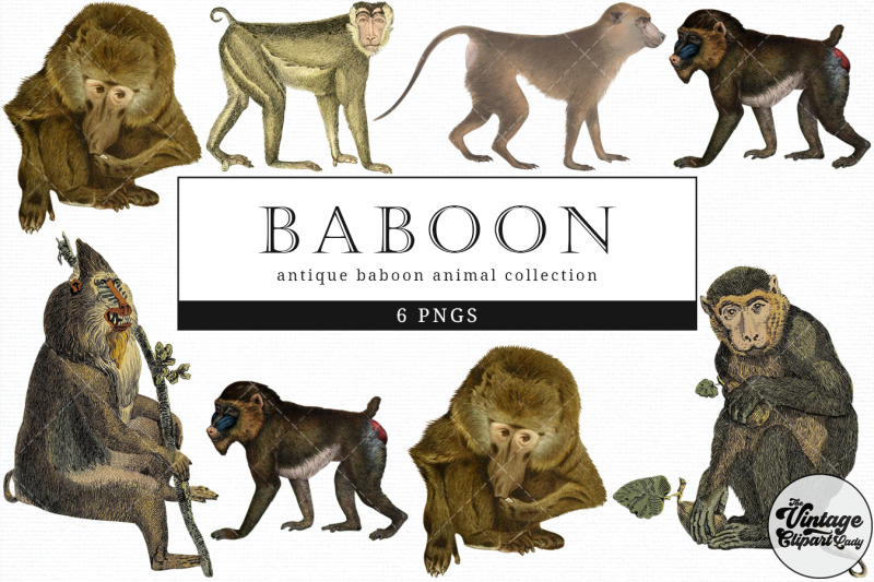 baboon-vintage-animal-illustration-clip-art-clipart-fussy-cut