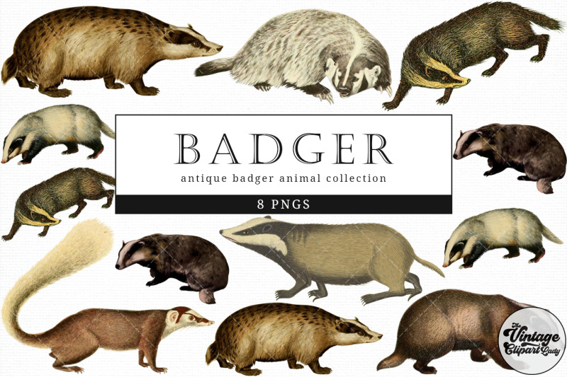 badger-vintage-animal-illustration-clip-art-clipart-fussy-cut